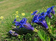 19 Gentiana acaulis (Genziana di Koch)